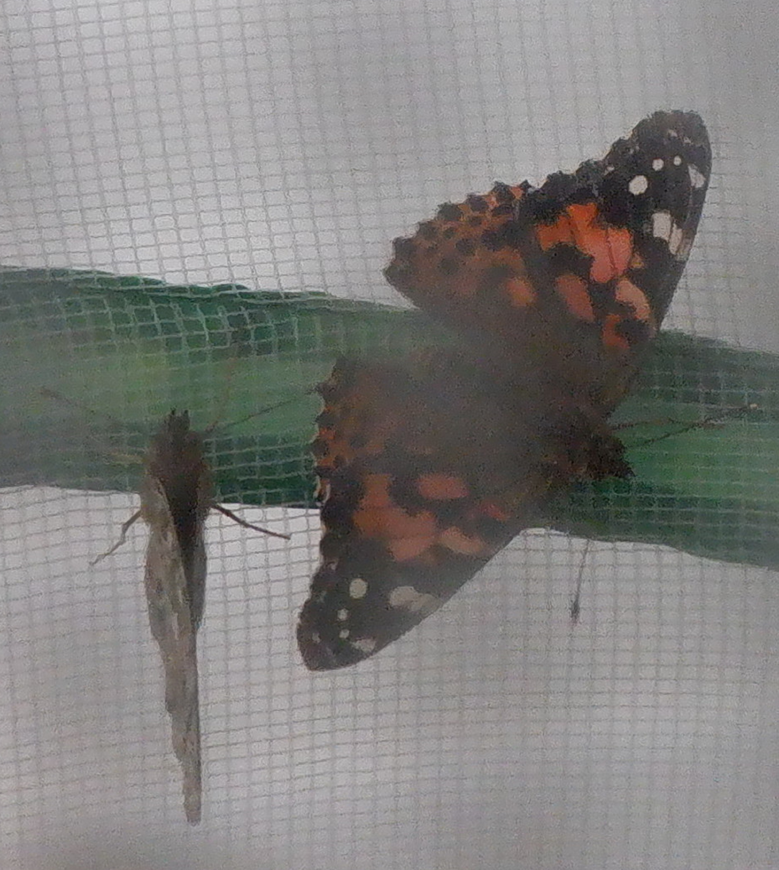 Photo I got of butterflies at work Photo I got of butterflies at work