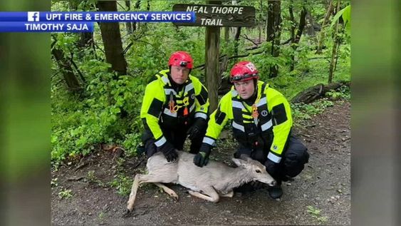 First responders rescue a deer in Pennsylvania.