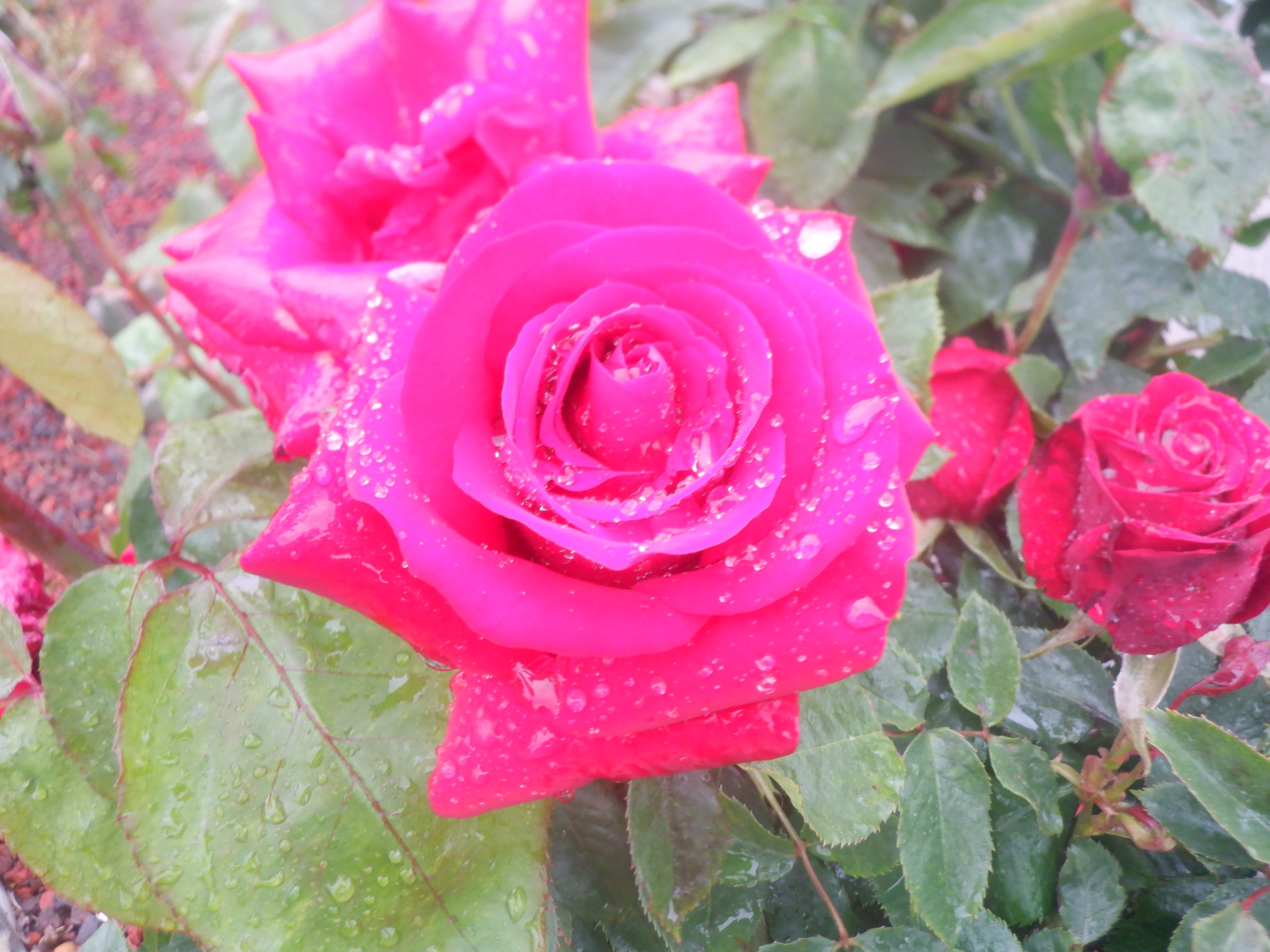 Photo taken by me 5-3-23 Photo taken by me 5-3-23