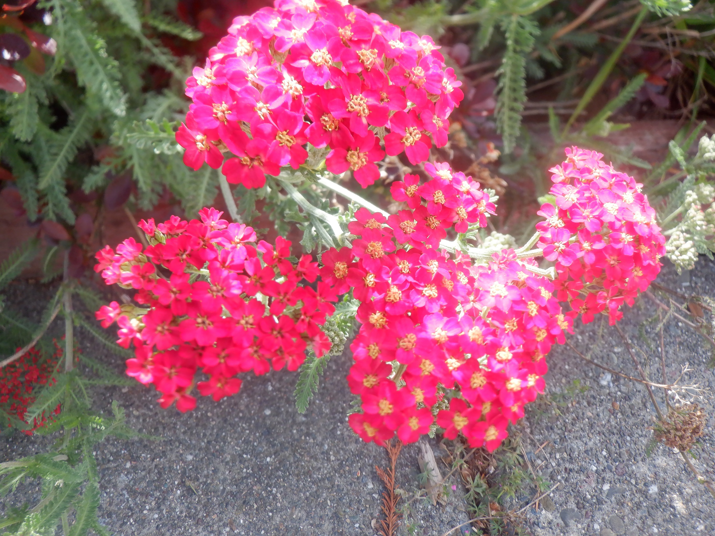 Photo taken by me 5-7-23 Photo taken by me 5-7-23