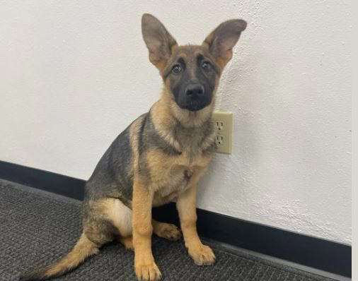 Female German Shepherd puppy named Shiva. Female German Shepherd puppy named Shiva.