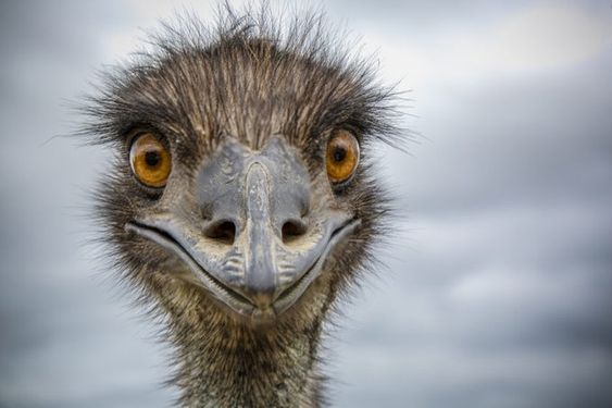 Image of male emu Erasmus in Minnesota