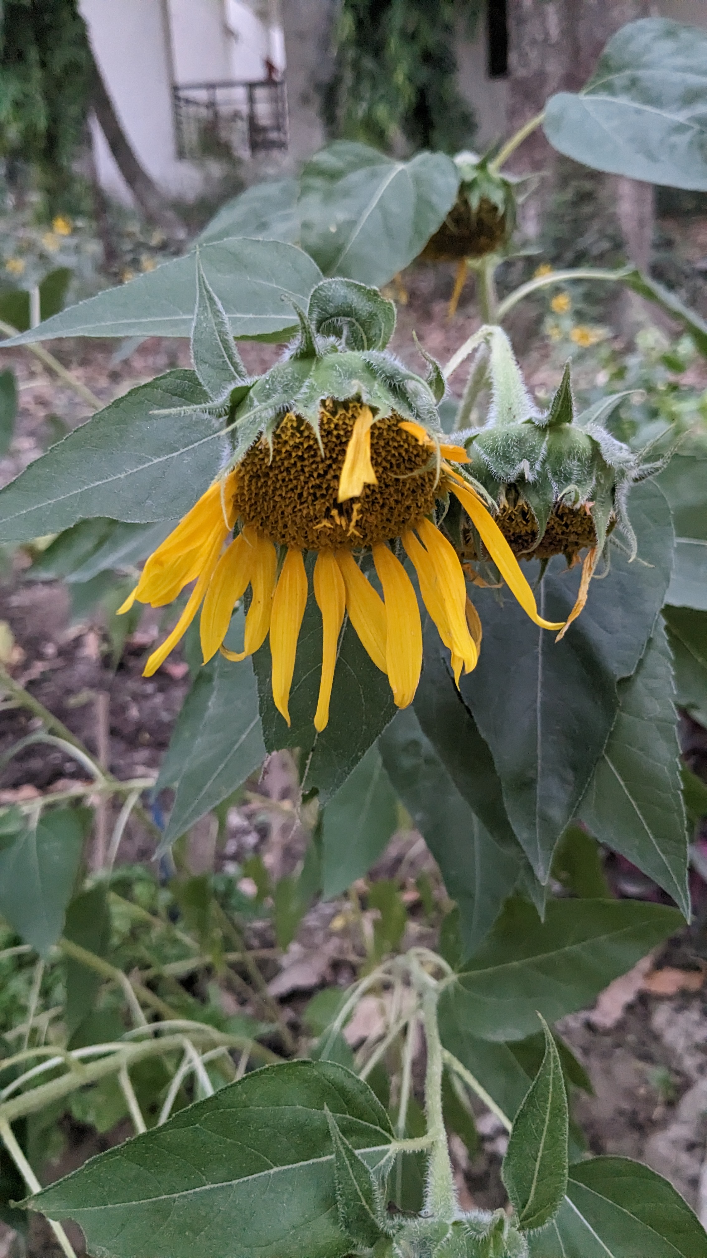Sunflower Sunflower