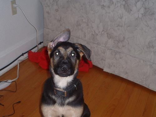 Atticus - This is my German Shepherd at about 3 months old.