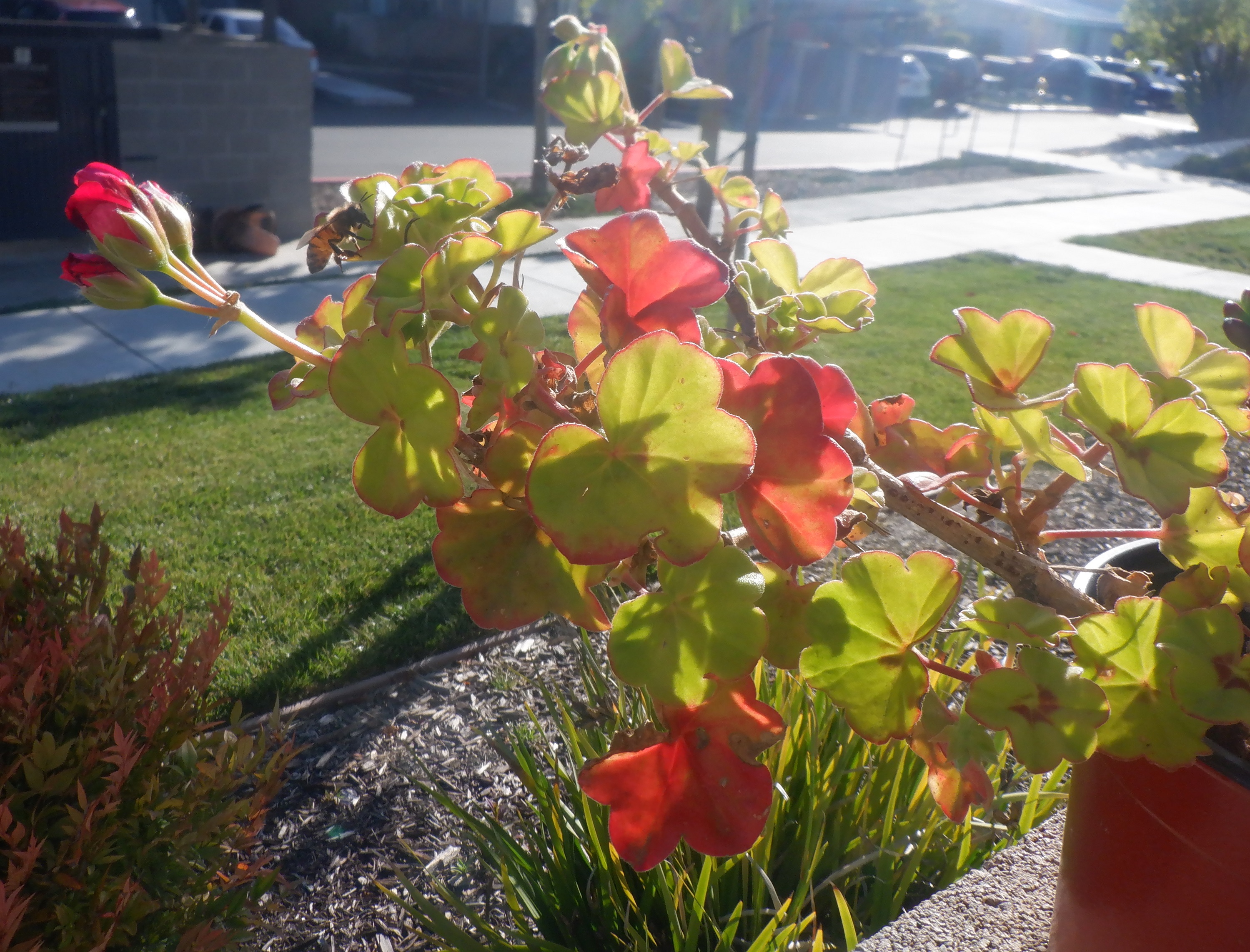 Photo I took of a plant blooming on my patio wall that I didn't plant Photo I took of a plant blooming on my patio wall that I didn't plant