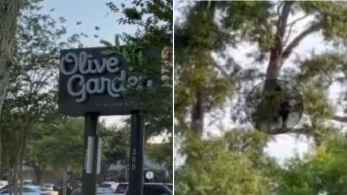 Image of a bear in a tree in Florida. 