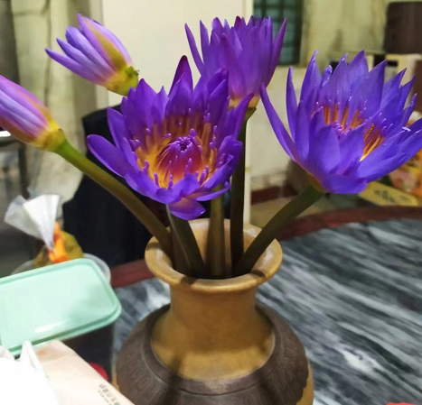 Water lily Water lily