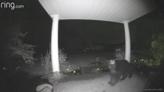 A bear in Fairmont at the front door of a resident on Monday night. A bear in Fairmont at the front door of a resident on Monday night.