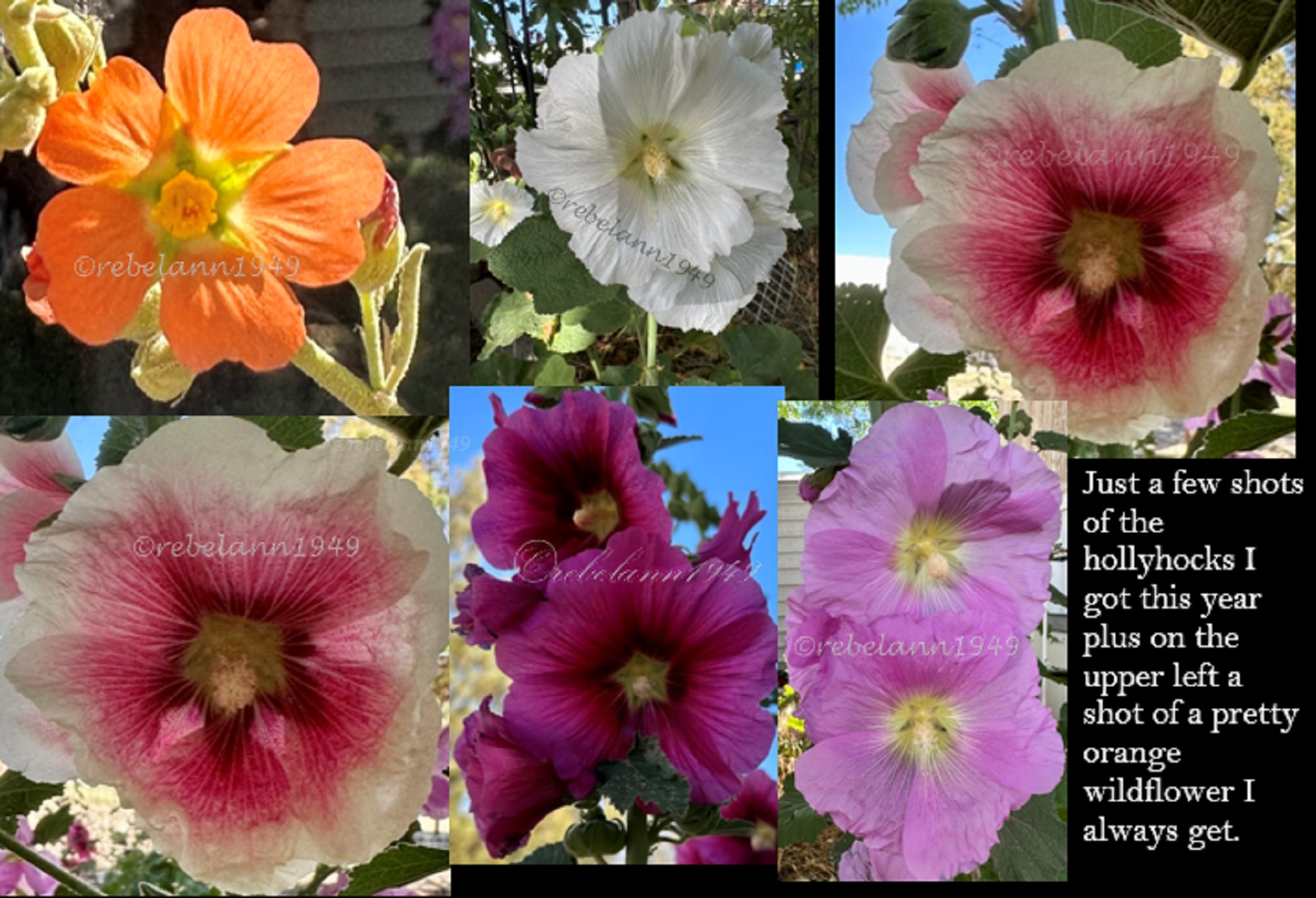 collage of the flowers I have