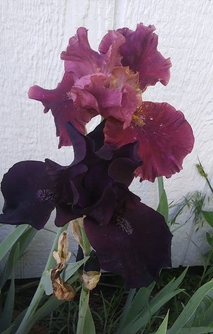Dark purple and burgundy Dark purple and burgundy