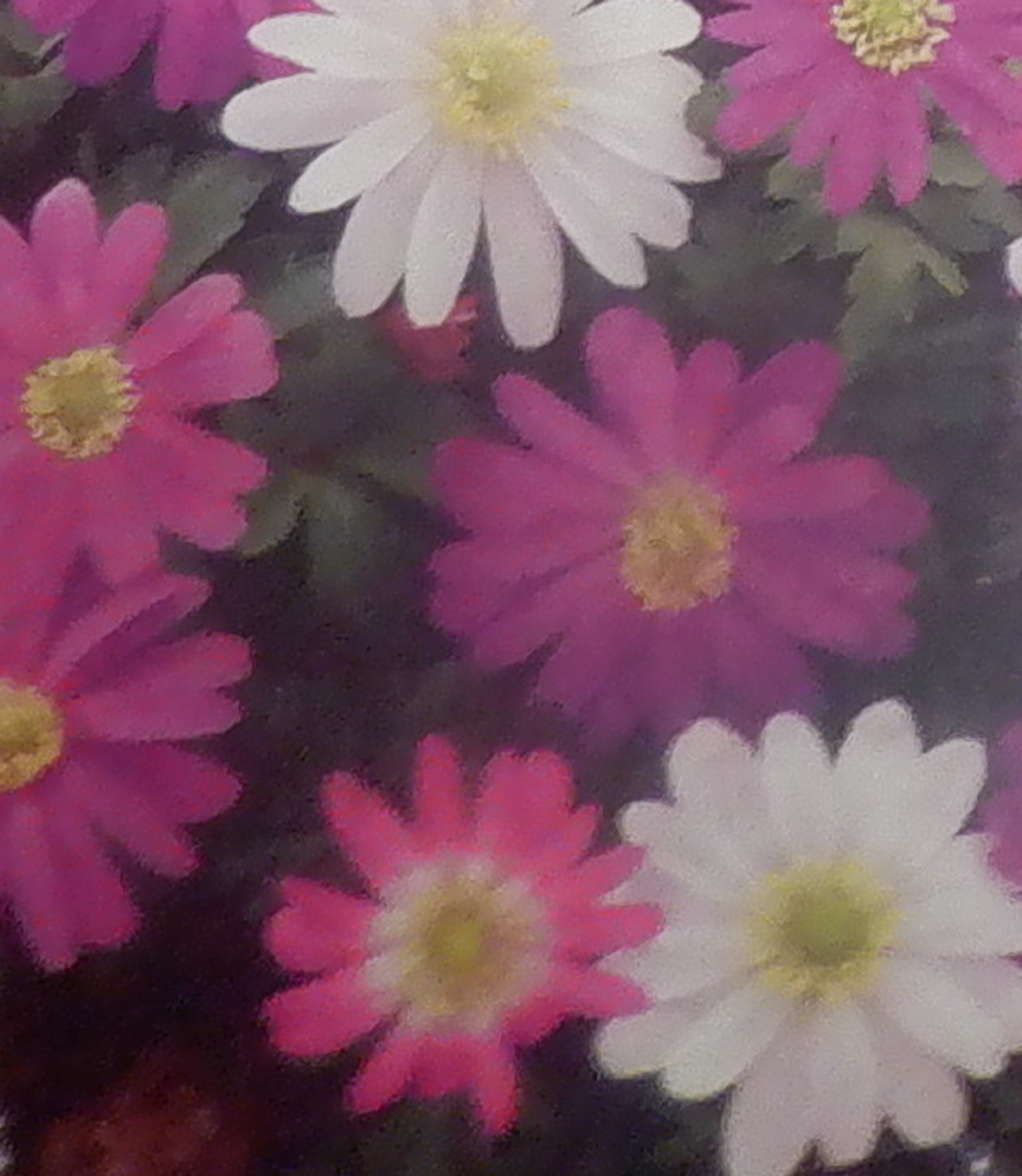 Photo I took and cropped to make a close-up of the seed packet. Photo I took and cropped to make a close-up of the seed packet.