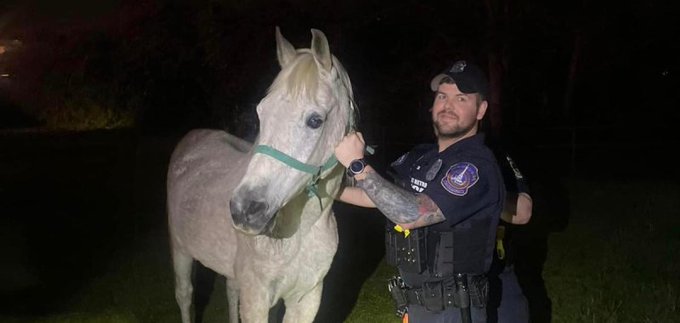 Indianapolis police officer holding a horse that got away from a stable last week