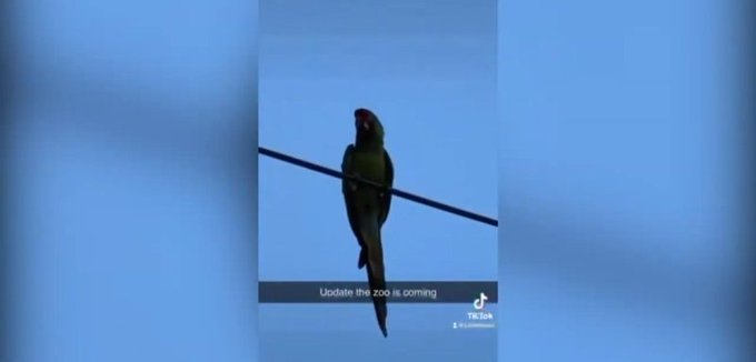 Parrot sitting on a power line in Cranston Rhode Island Parrot sitting on a power line in Cranston Rhode Island