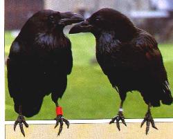 Ravens - The Tower of London Ravens