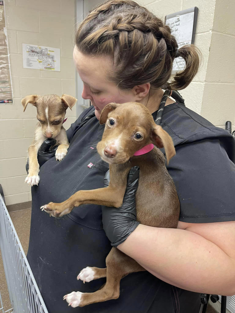 A veterinarian taking care of puppies found near a dumpster in Charleston S C