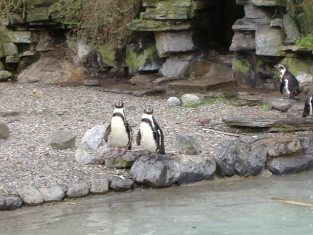 Penguins!!! - It's some penguins at Dublin Zoo! p..p..p..pick up a penguin!! (only not when you are in the zoo, as it tends to be frowned upon!)