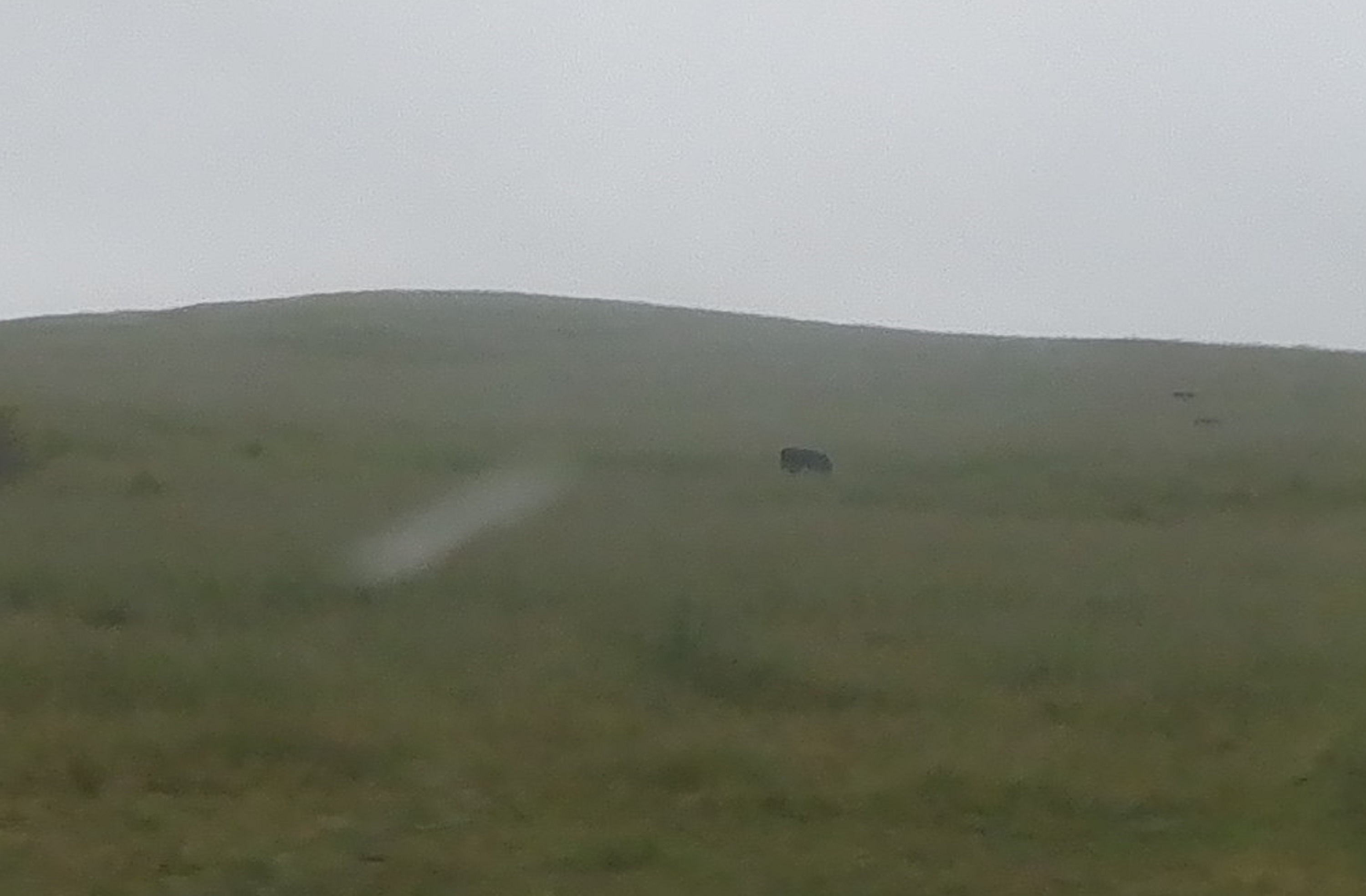 Photo I took of a cow 5-25-23 Photo I took of a cow 5-25-23