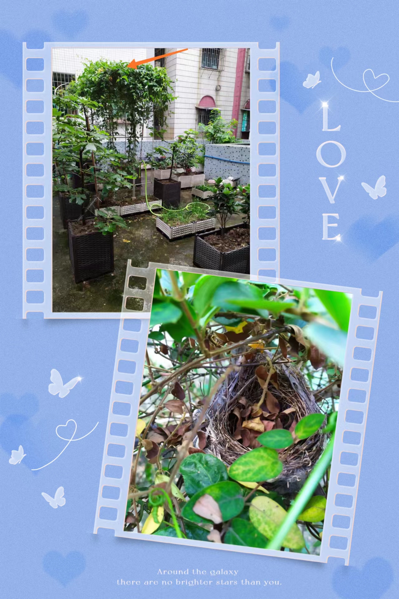 nest nest
