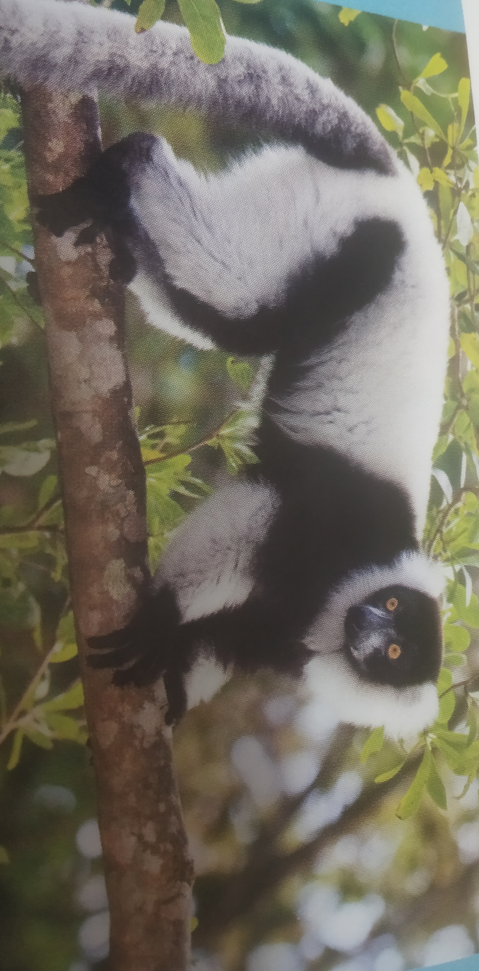 Black-and-white Ruffed Lemur, taken with mobile