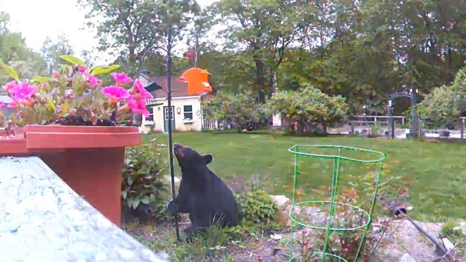A bear sighting in Bristol County Massachusetts looking for food A bear sighting in Bristol County Massachusetts looking for food