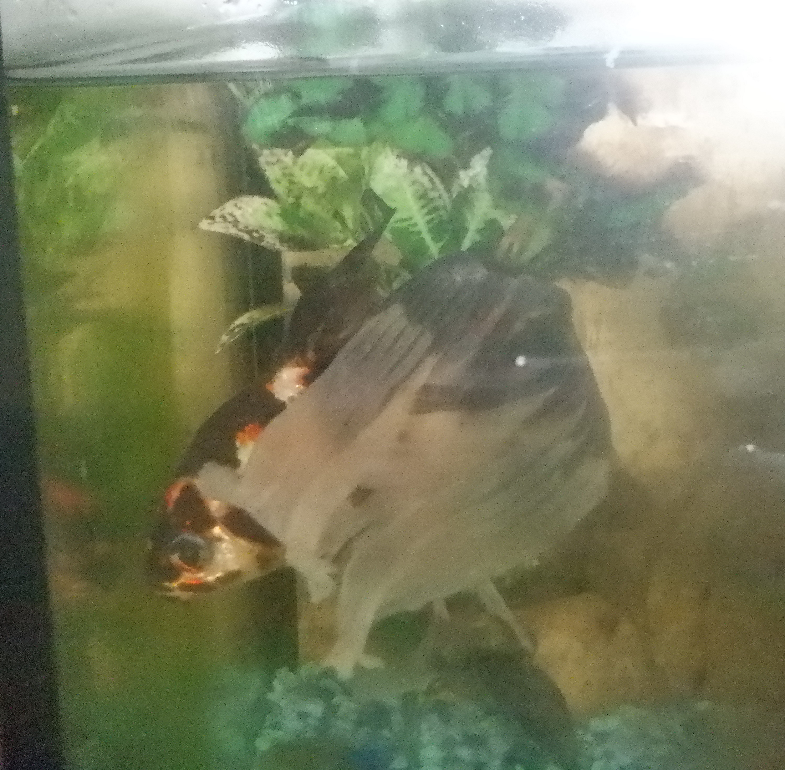 Photo I took of the fish tank at work Photo I took of the fish tank at work