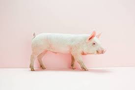 pig pig