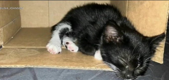 Kitten that was saved by a couple in North Hollywood CA Kitten that was saved by a couple in North Hollywood CA