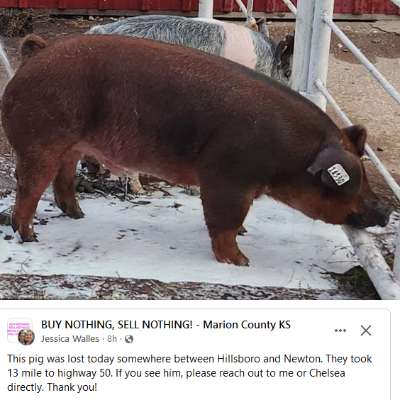 pig lost