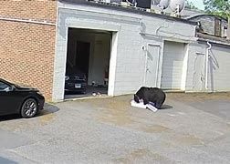 Black bear sighting outside of a garage in Avon Connecticut Black bear sighting outside of a garage in Avon Connecticut