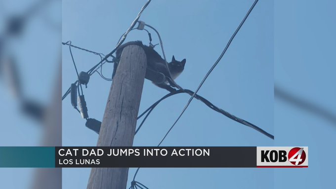 Mookie the cat on a power pole in New Mexico