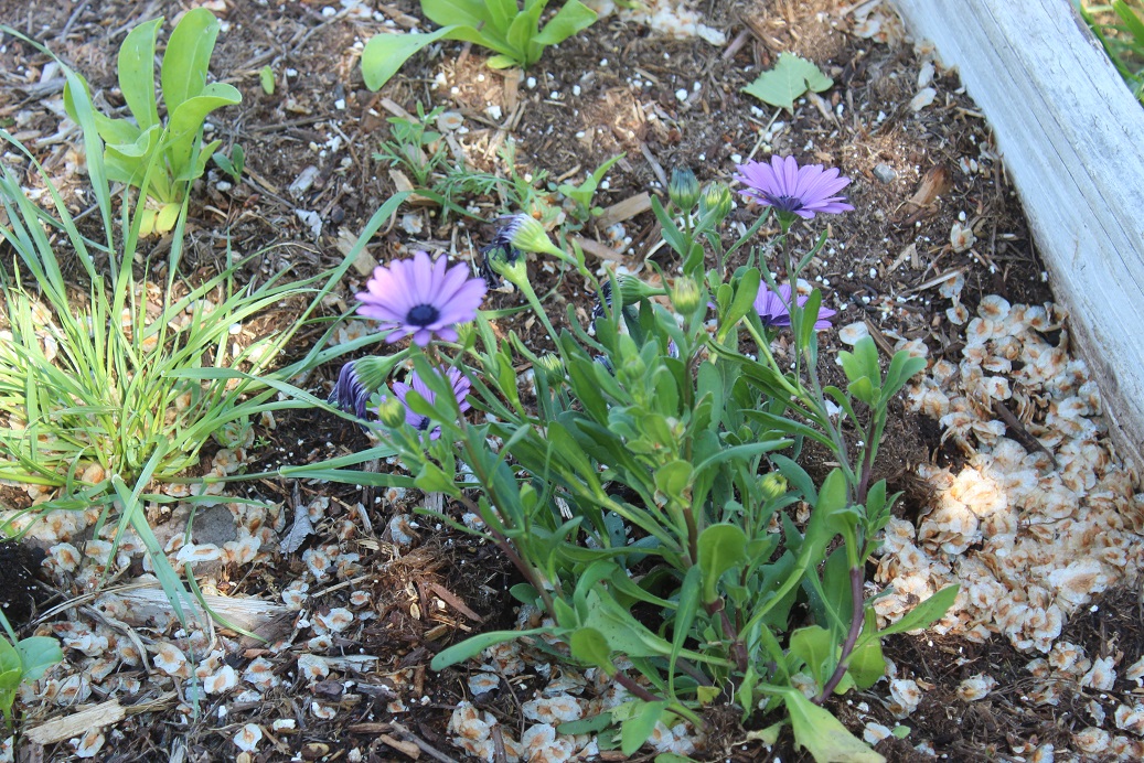 purple flowers