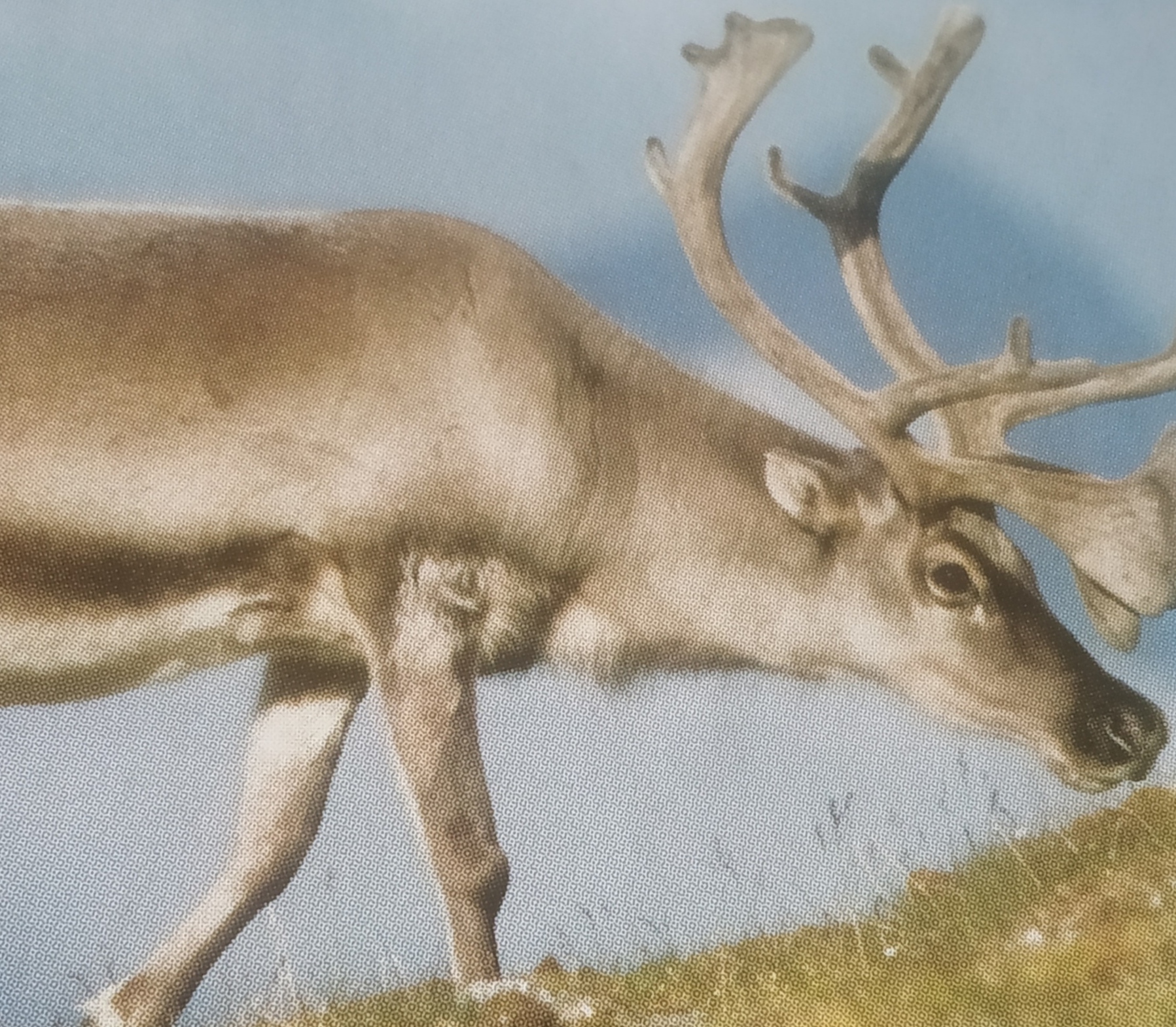 Cropped image of Arctic Tundra Reindeer