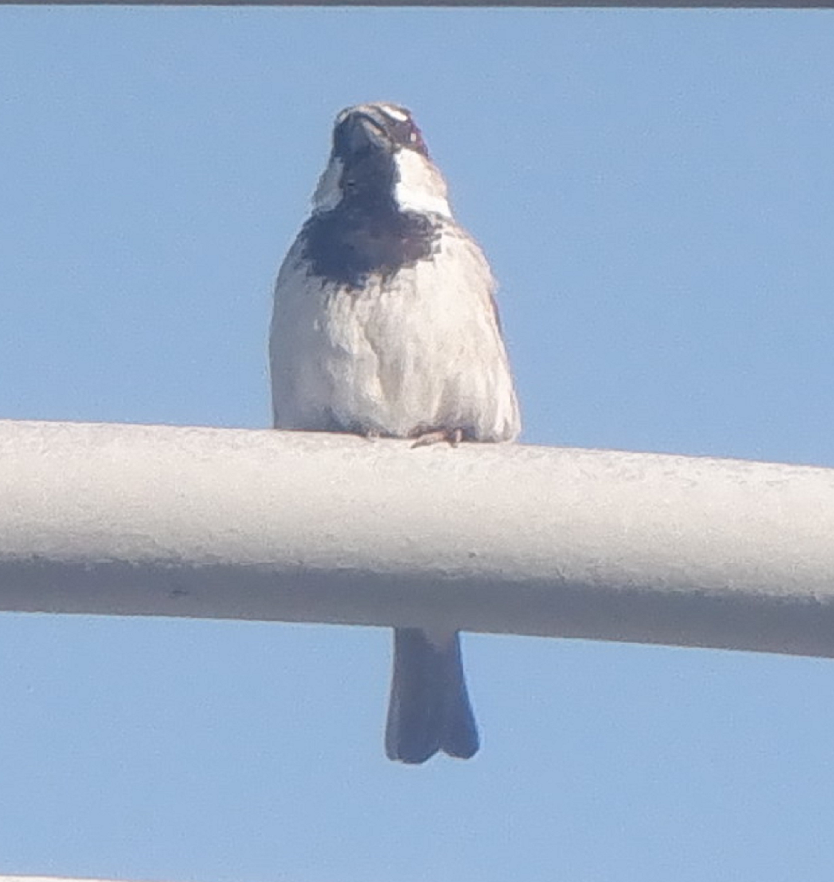 Sparrow turned my way photo Sparrow turned my way photo