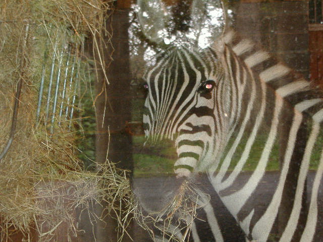 A Startled Zebra! - Taken at Dublin zoo - unfortunately my camera was dodgy and my flash went off and startled me and the zebra!!!
