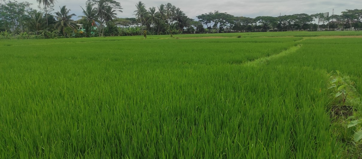 rice field