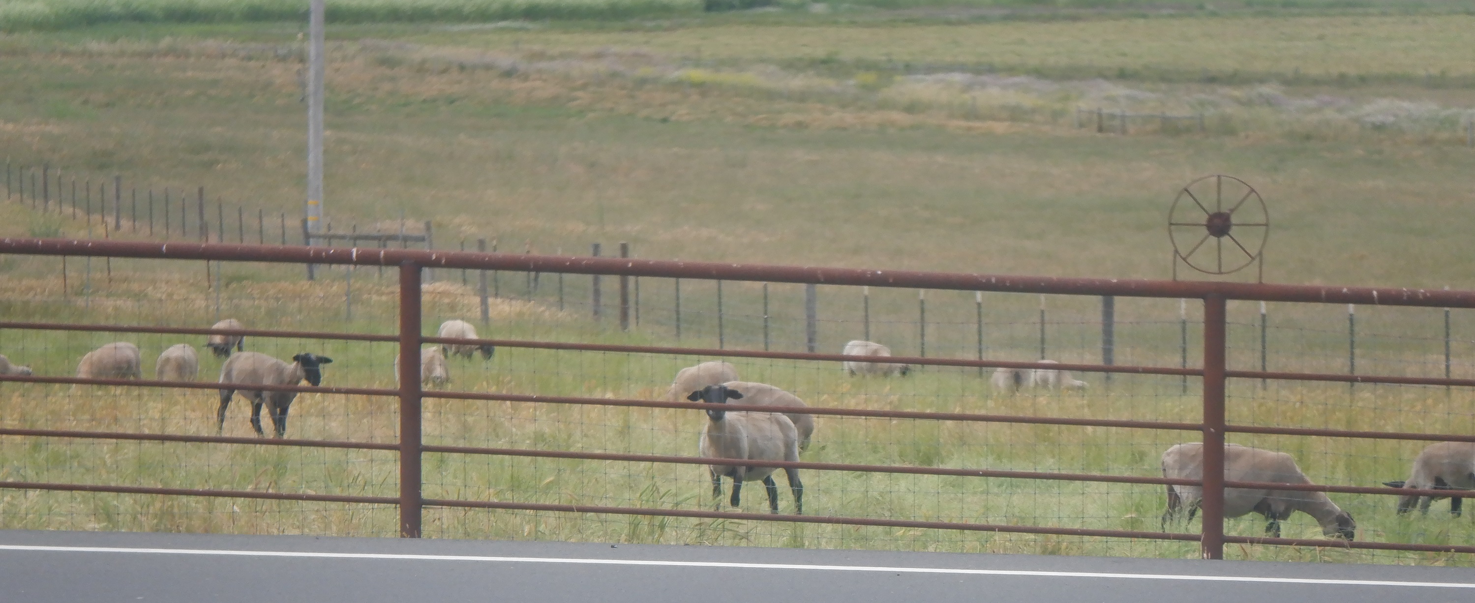 Maybe I'll count goats instead of sheep Maybe I'll count goats instead of sheep