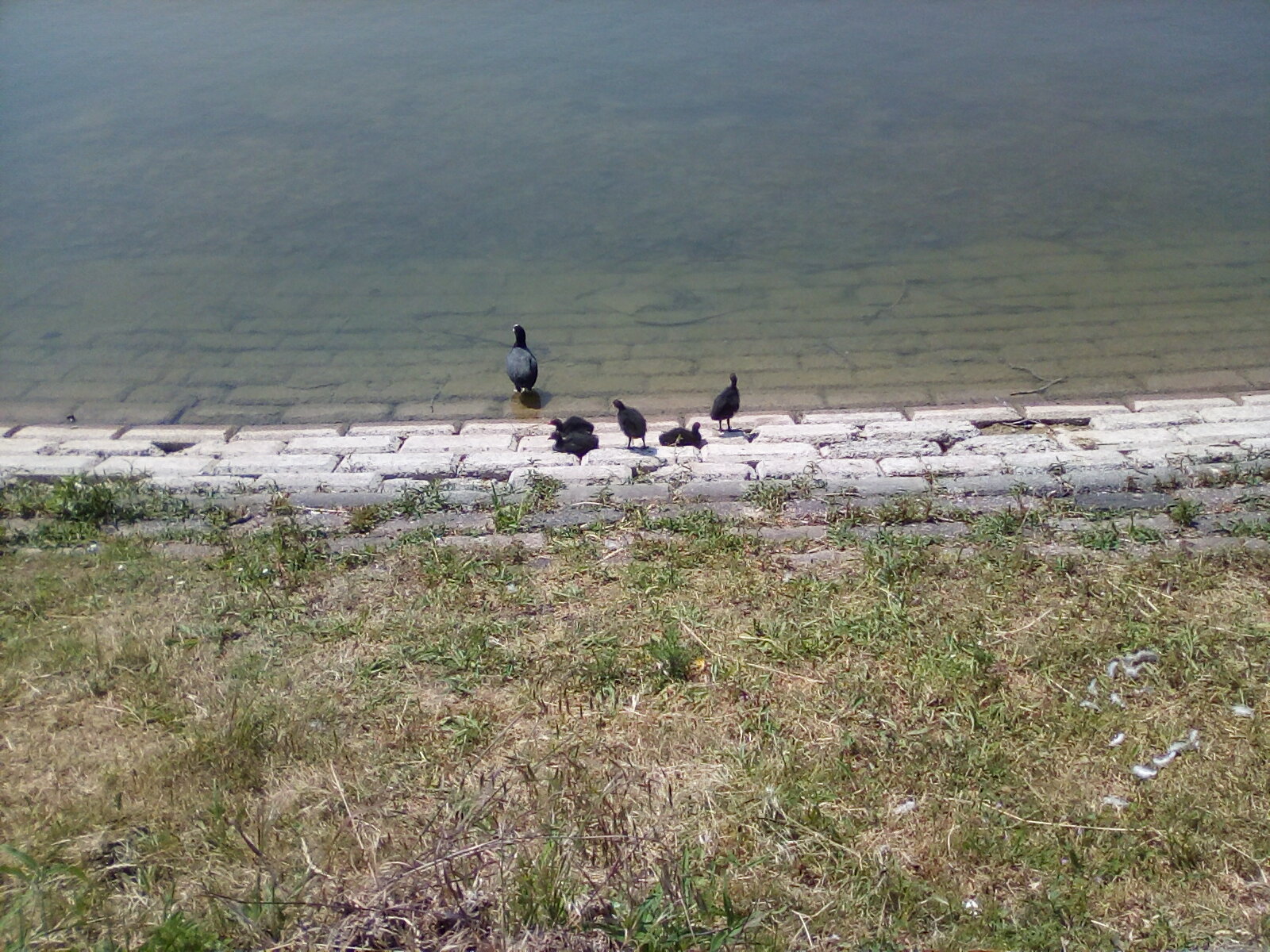 Coots with baby coots Coots with baby coots