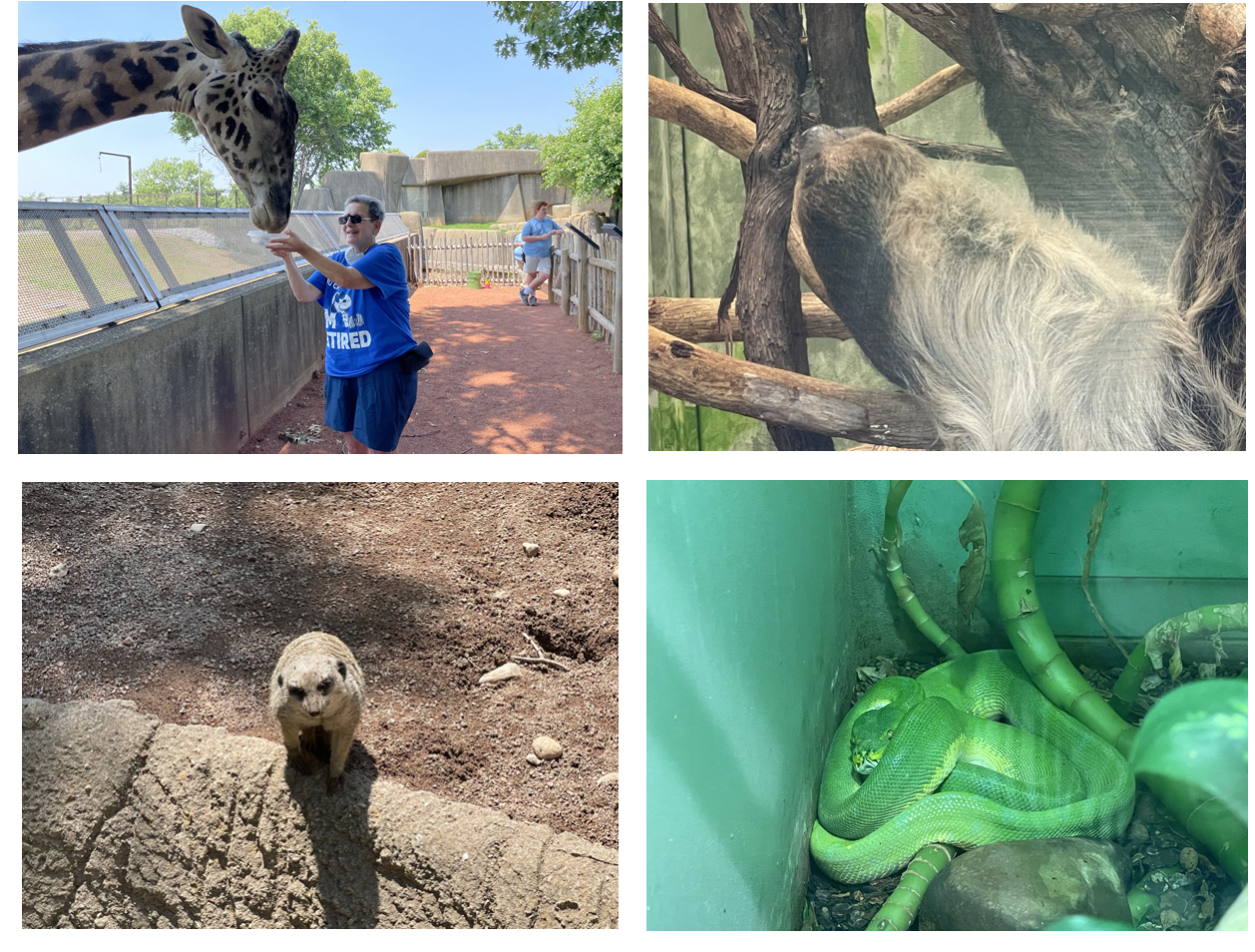 Collage of the day at the Louisville Zoo. Photos the property of FourWalls. Collage of the day at the Louisville Zoo. Photos the property of FourWalls.