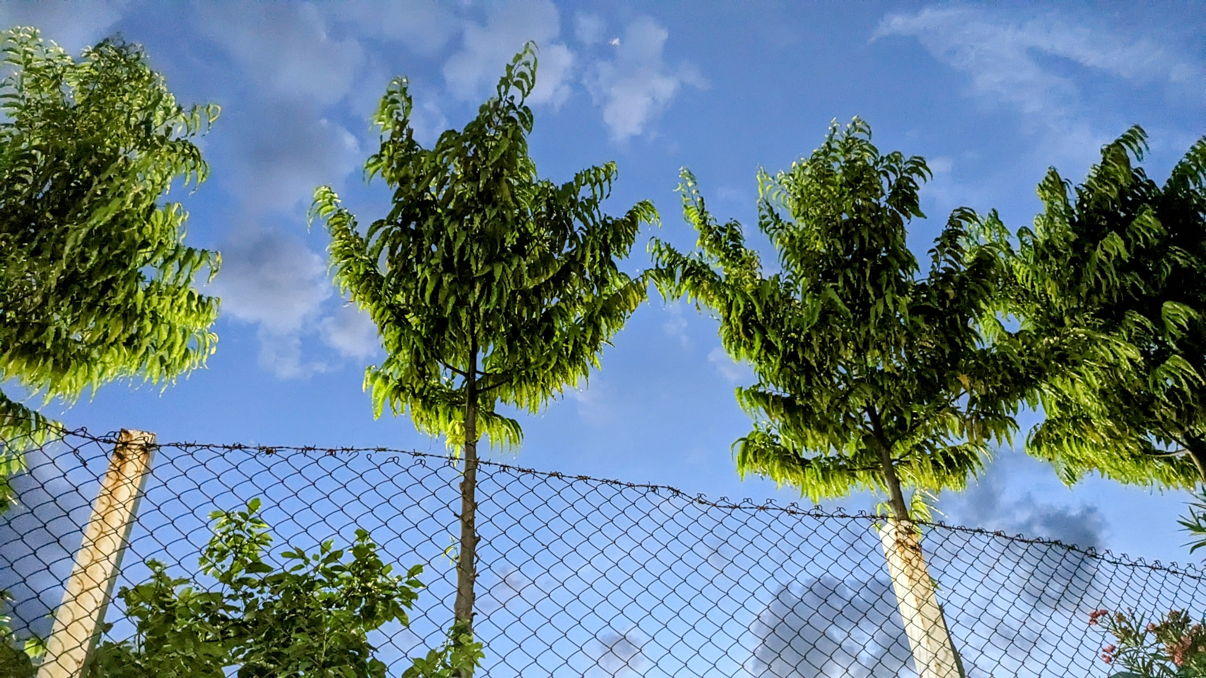 Skies and trees . Skies and trees .