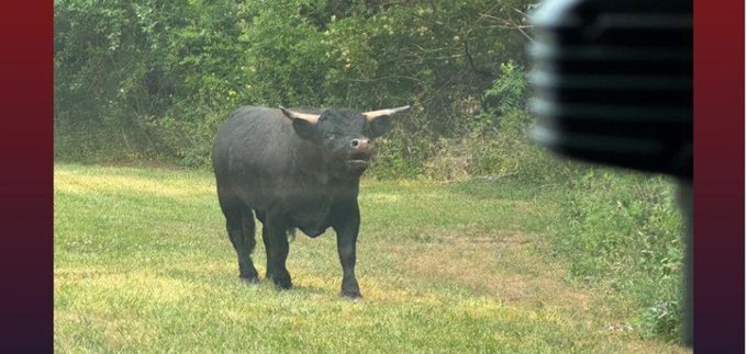 A loose bull on the streets of Galloway Township New Jersey