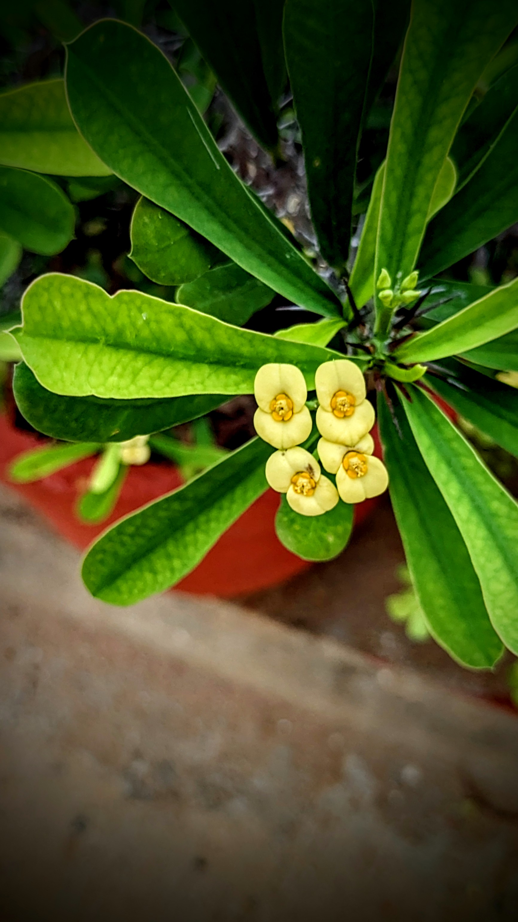 Yellow flowers Yellow flowers