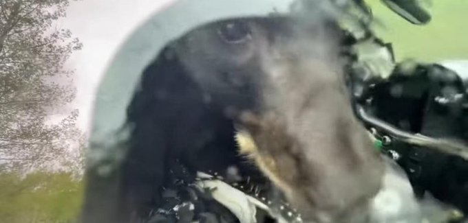 Bear inside of a pickup truck in Colorado having a meal