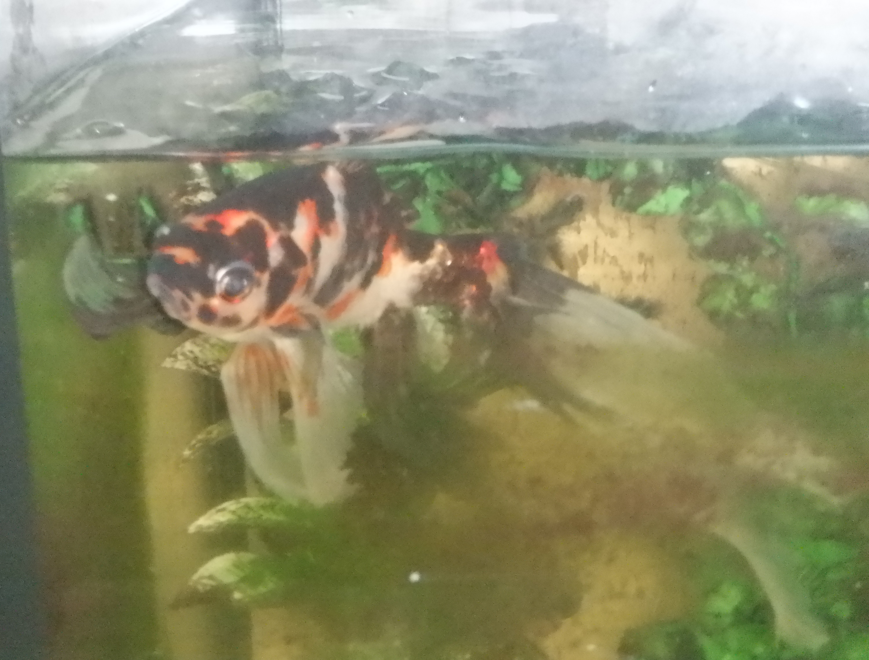 Fish in tank in my classroom Fish in tank in my classroom