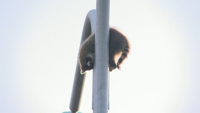 Raccoon in Providence Rhode Island trapped in a light pole on Tuesday