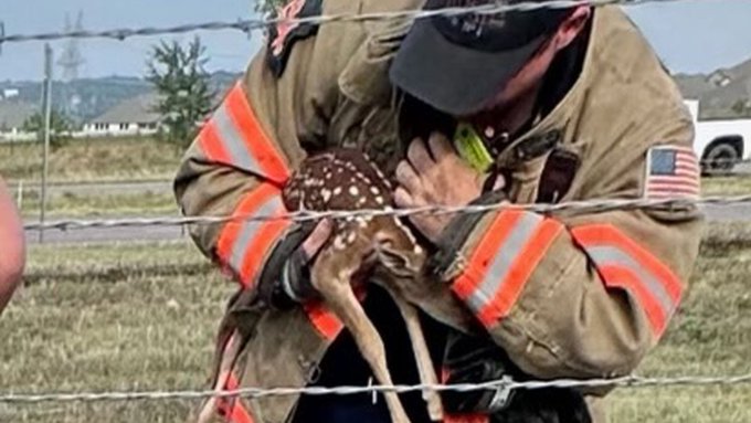 A Denton County firefighter with a fawn he rescued from a grass fire on Thursday