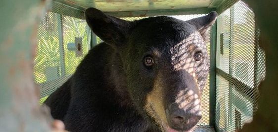 Image of a black bear in Florida. 