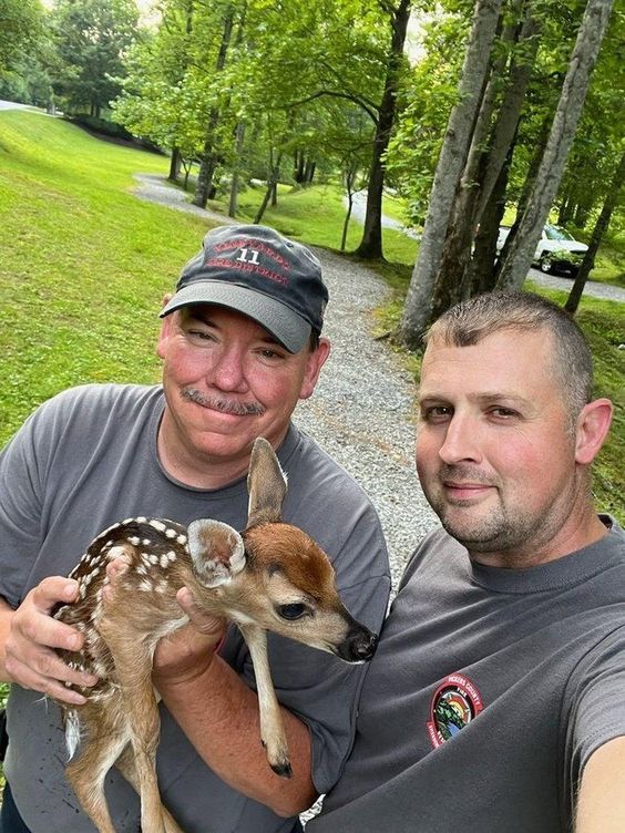 Firefighter Stan Albertson (L) and Captain Judd Gillstrap with a fawn they rescued. Firefighter Stan Albertson (L) and Captain Judd Gillstrap with a fawn they rescued.