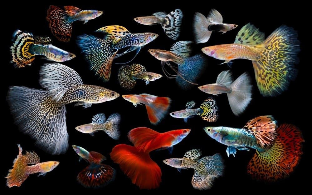 https://www.google.com/imgres?imgurl=https%3A%2F%2Fa-z-animals.com%2Fmedia%2Fguppy-5.jpg&tbnid=HvDxWUQhymZg7M&vet=12ahUKEwjvlICNu9X_AhVTMLcAHV2FDRAQMygOegUIARDqAQ..i&imgrefurl=https%3A%2F%2Fa-z-animals.com%2Fanimals%2Fguppy%2F&docid=BMQv-ctijF5tAM&w=1000&h=624&q=wikimedia%20commons%20an%20aquarium%20with%20guppies&hl=en&ved=2ahUKEwjvlICNu9X_AhVTMLcAHV2FDRAQMygOegUIARDqAQ