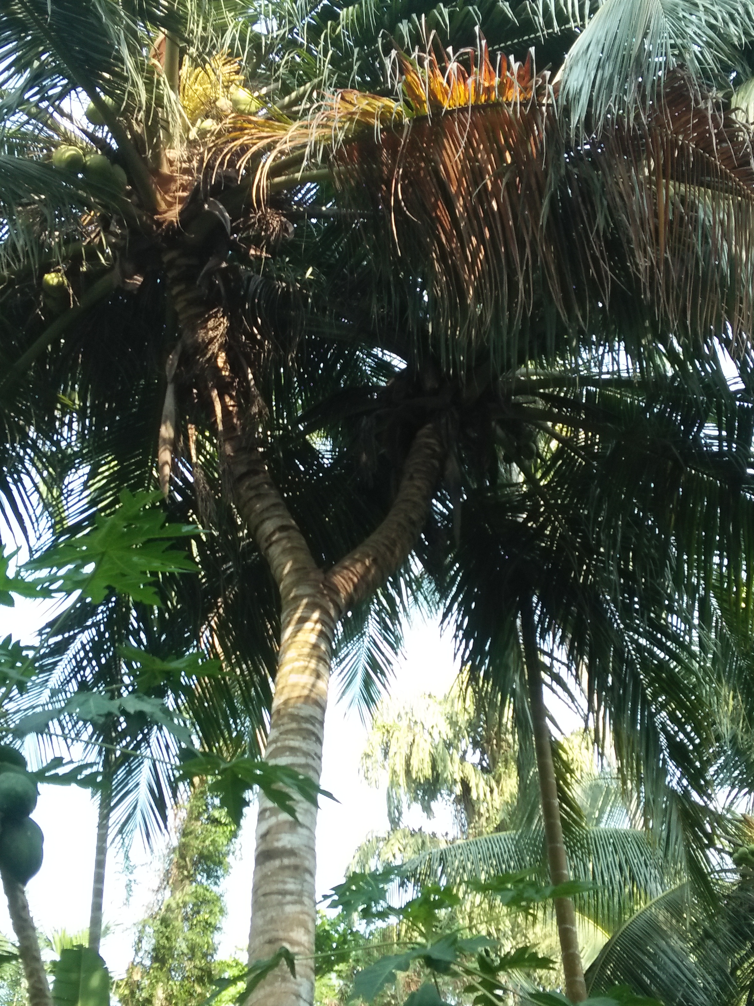 A branched coconut tree