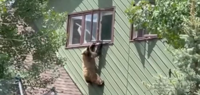 Image of a bear hanging on to a second floor window in Colorado.